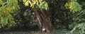 Acacia tree in the botanical garden of Macea dendrological park Arad county - Romania