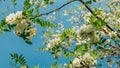 Robinia pseudoacacia or false acacia with blooming white flowers in spring time, green tree locust Royalty Free Stock Photo