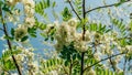 Robinia pseudoacacia or false acacia with blooming white flowers in spring time, green tree locust Royalty Free Stock Photo