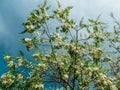 Robinia pseudoacacia or false acacia with blooming white flowers in spring time, green tree locust Royalty Free Stock Photo