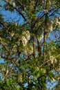 Robinia pseudoacacia. Royalty Free Stock Photo
