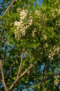 Robinia pseudoacacia. Royalty Free Stock Photo