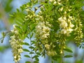 the blooming Robinia pseudoacacia