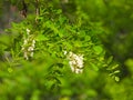 the blooming Robinia pseudoacacia