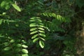 Robinia pseudoacacia leaves