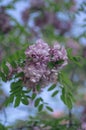 Robinia pseudoacacia ornamental tree in bloom, pink white color purple robe cultivation flowering bunch of flowers