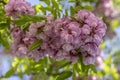 Robinia pseudoacacia ornamental tree in bloom, pink white color purple robe cultivation flowering bunch of flowers
