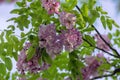 Robinia pseudoacacia ornamental tree in bloom, pink white color purple robe cultivation flowering bunch of flowers