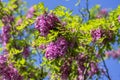 Robinia pseudoacacia ornamental tree in bloom, purple robe cultivation flowering bunch of flowers, green leaves in sunlight