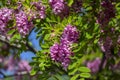Robinia pseudoacacia ornamental tree in bloom, purple robe cultivation flowering bunch of flowers, green leaves in sunlight
