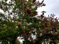 Robinia pseudoacacia purple robe tree is at first glance identical with the spectacular bunches of flowers of deep pink to purple