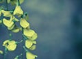 Robinia pseudoacacia tree flowers, know as black locust, yellow, copy space