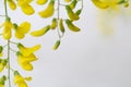 Robinia pseudoacacia tree flowers, know as black locust, yellow, copy space