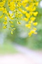 Robinia pseudoacacia tree flowers, know as black locust, yellow, copy space