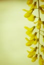 Robinia pseudoacacia tree flowers, know as black locust, yellow, copy space