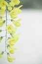 Robinia pseudoacacia tree flowers, know as black locust, yellow, copy space