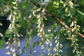 Robinia pseudoacacia white flowers closeup selective focus