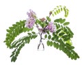 Robinia viscosa clammy locust in a glass vessel on a white background