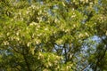 Robinia Royalty Free Stock Photo