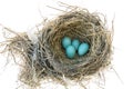 Robins Bird Nest Royalty Free Stock Photo