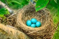 Robins eggs