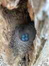 robins eggs in the nest