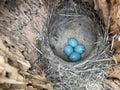 robins eggs in the nest