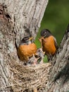 Robins feed their young Royalty Free Stock Photo