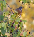 Adult American Robin