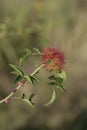 Robins pincushion Royalty Free Stock Photo