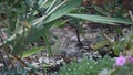 Robins search for food