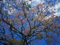 Roble de sabana and blue sky. Traditional Costa Rican landscape