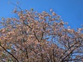 Roble de Sabana, Tabebuia rosea, is a beautifully flowering tree of central ASmerica, Honduras