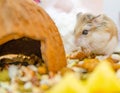 Roborovski hamster eating