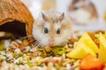 Roborovski hamster eating