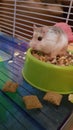 Roborovski Dwarf Hamster Royalty Free Stock Photo