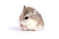 Roborovski hamster Royalty Free Stock Photo