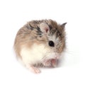 Roborovski hamster