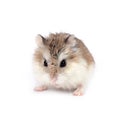 Roborovski hamster