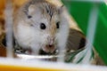 Roborovski hamster Royalty Free Stock Photo