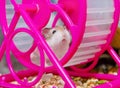Roborovski hamster Royalty Free Stock Photo