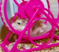 Roborovski hamster