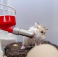 Roborovski hamster drinking water