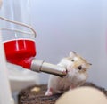 Roborovski hamster drinking water