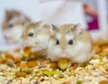 Roborovski hamster eating Royalty Free Stock Photo