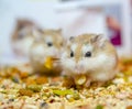 Roborovski hamster eating