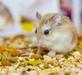 Roborovski hamster eating