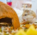 Roborovski hamster eating Royalty Free Stock Photo