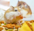 Roborovski hamster eating Royalty Free Stock Photo