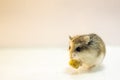 Roborovski hamster eating food